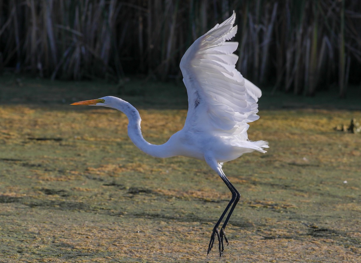 Great Egret - ML623861403