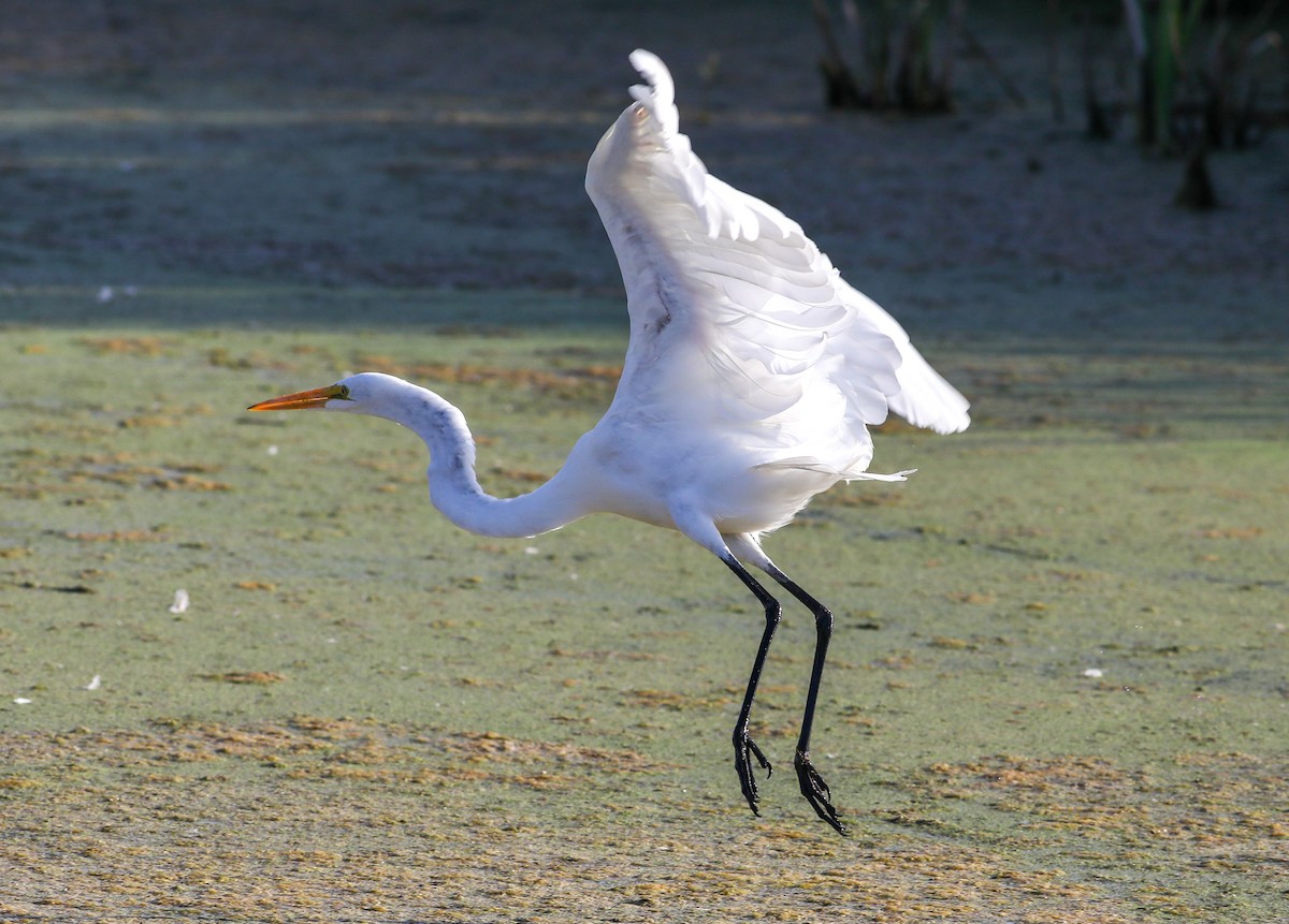 Great Egret - ML623861404