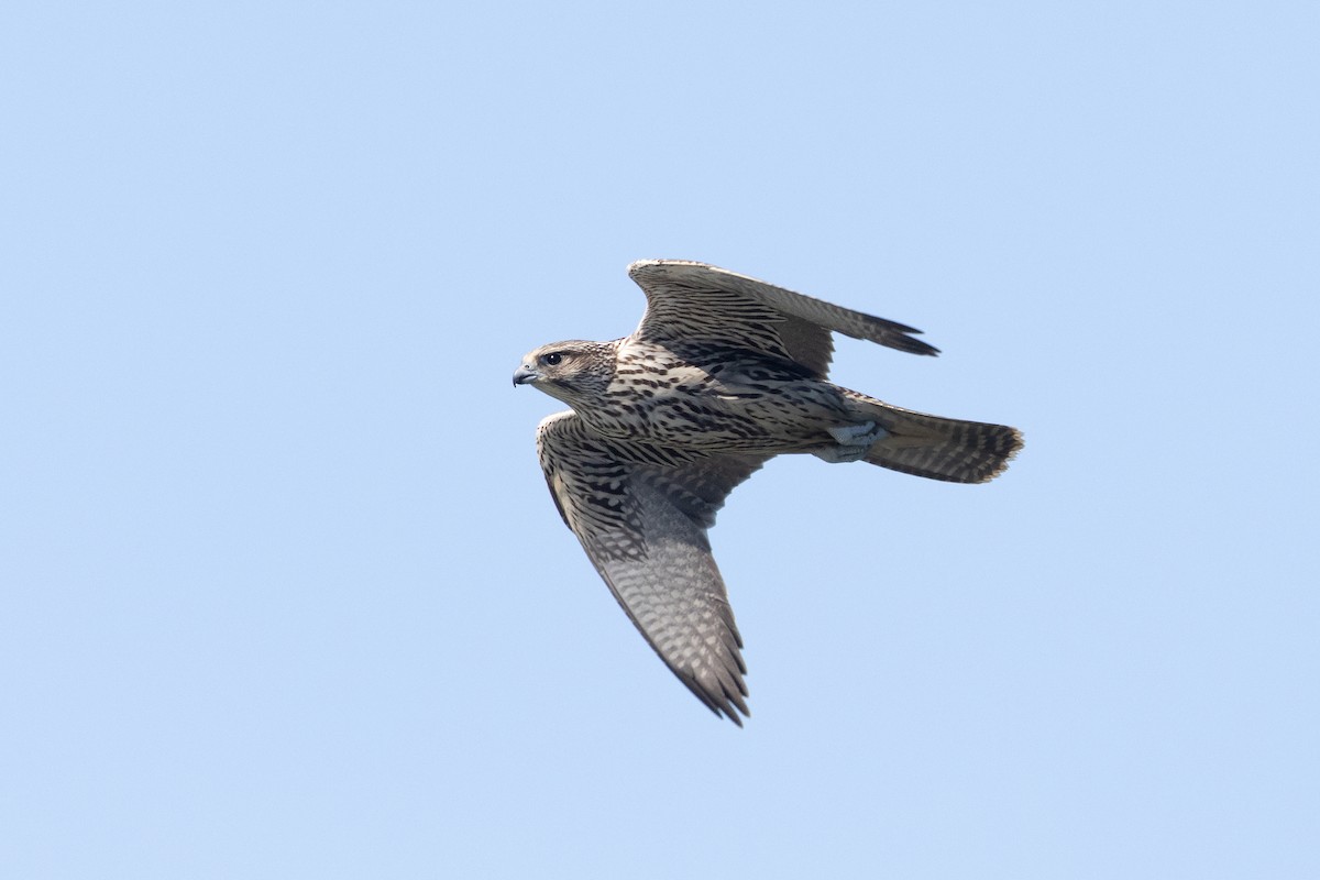 Gyrfalcon - ML623861448