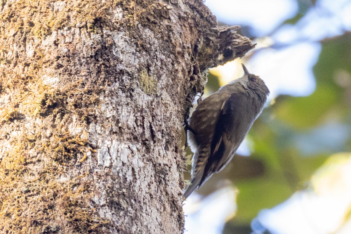 Papuan Treecreeper - ML623861487