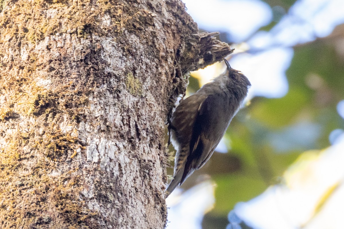 Papuan Treecreeper - ML623861488