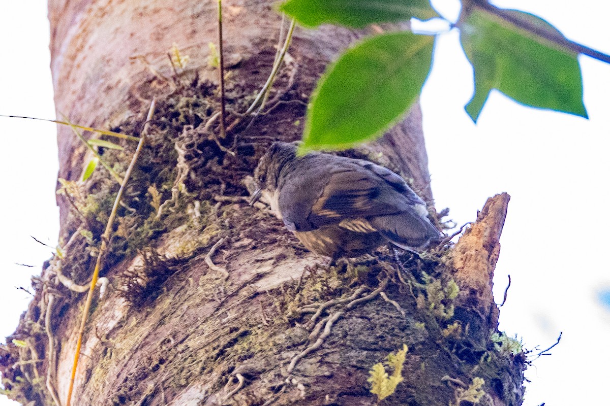 Papuan Treecreeper - ML623861489