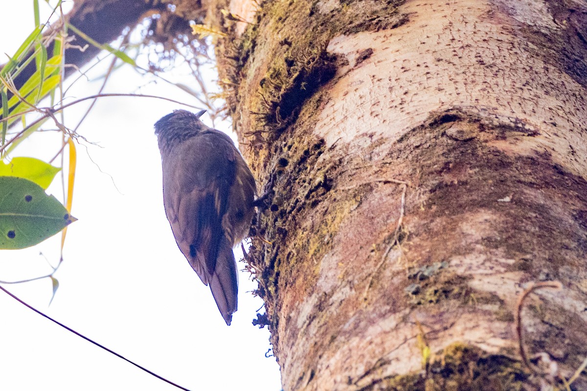 Papuan Treecreeper - ML623861490