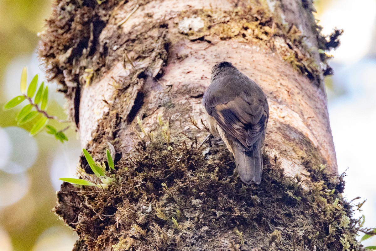 Papuan Treecreeper - ML623861491