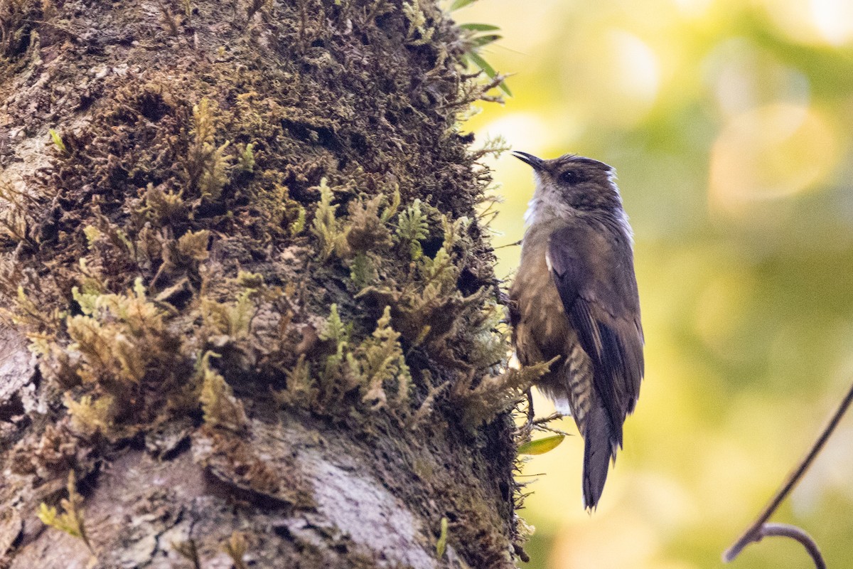 Papuan Treecreeper - ML623861492