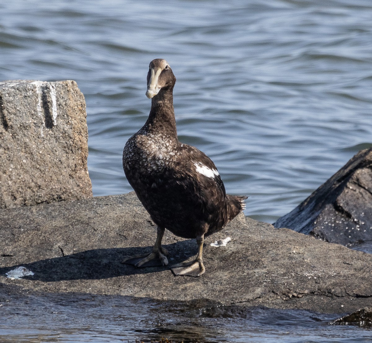 Common Eider - ML623861569