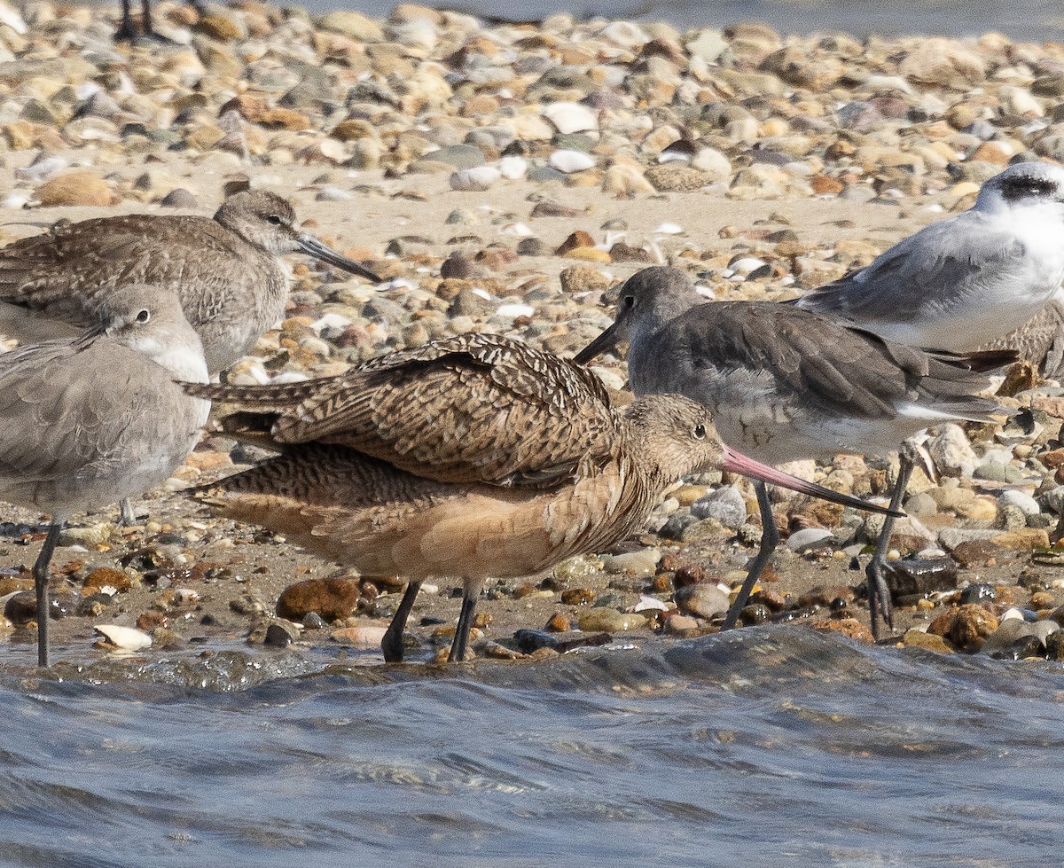 Marbled Godwit - ML623861600