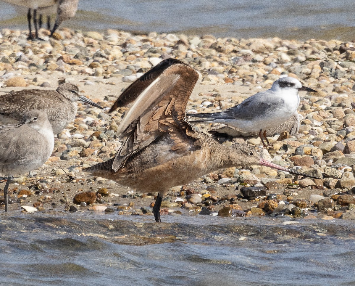 Marbled Godwit - ML623861601