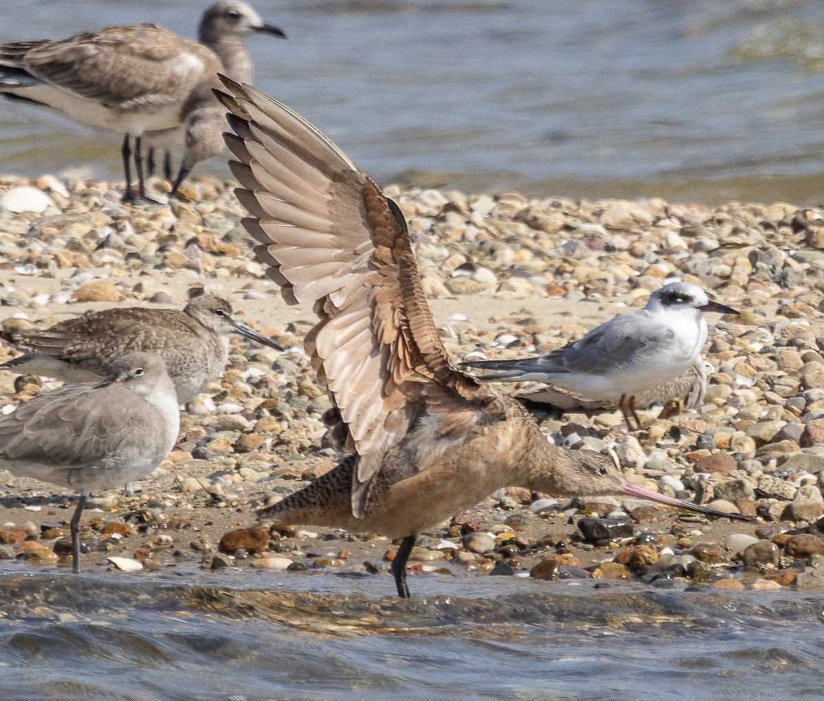 Marbled Godwit - ML623861602