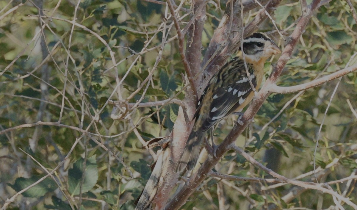 Black-headed Grosbeak - ML623861619