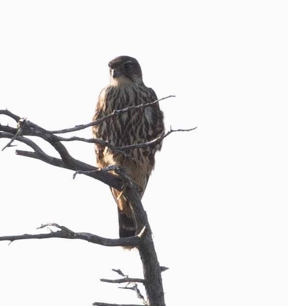 Faucon émerillon - ML623861640