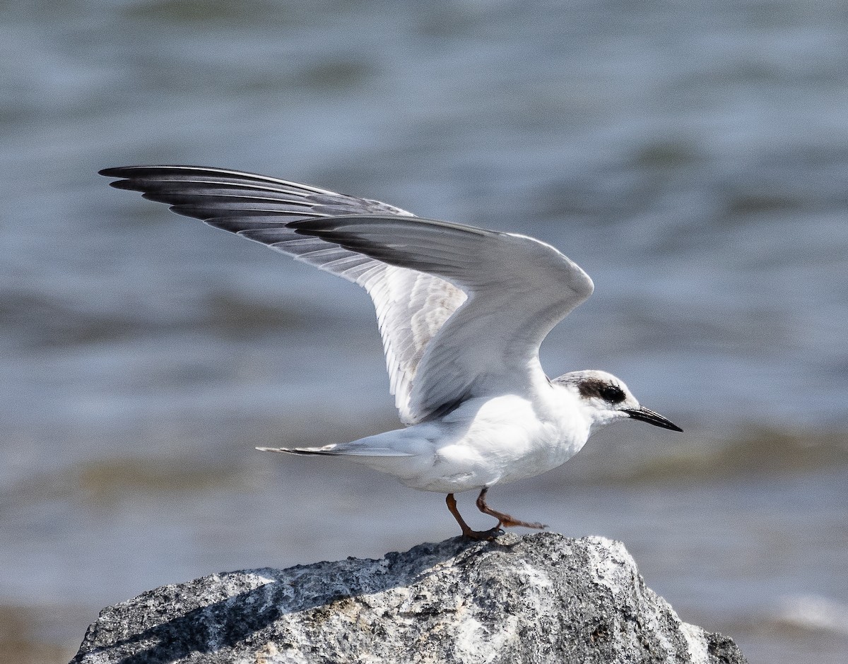 Forster's Tern - Tom Younkin