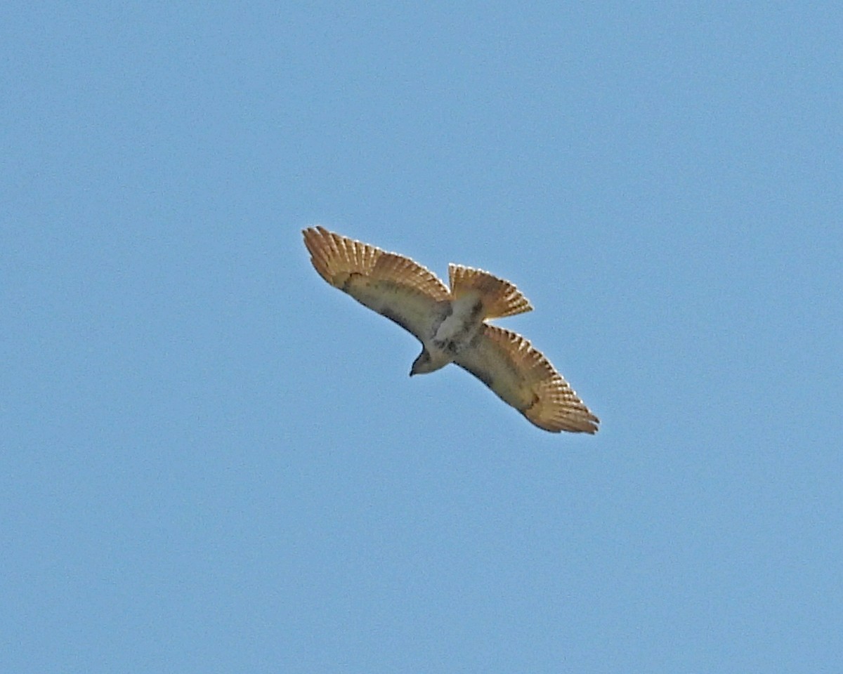 Red-tailed Hawk - Aubrey Merrill