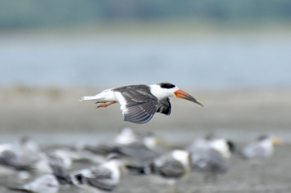 Indian Skimmer - Sabarish  D