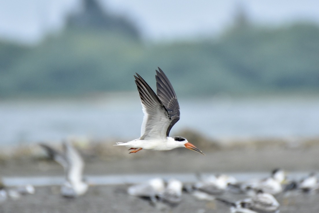 Indian Skimmer - Sabarish  D