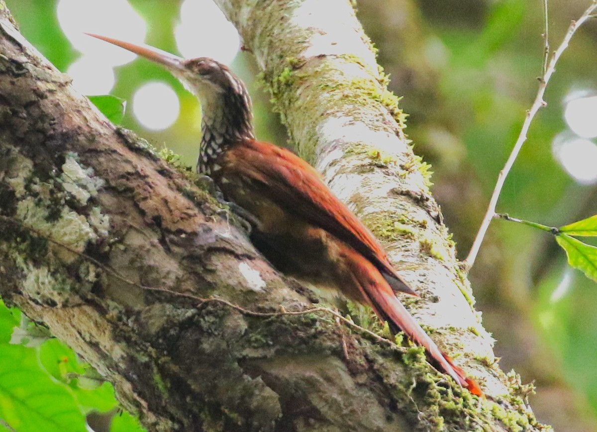 Long-billed Woodcreeper - ML623861751