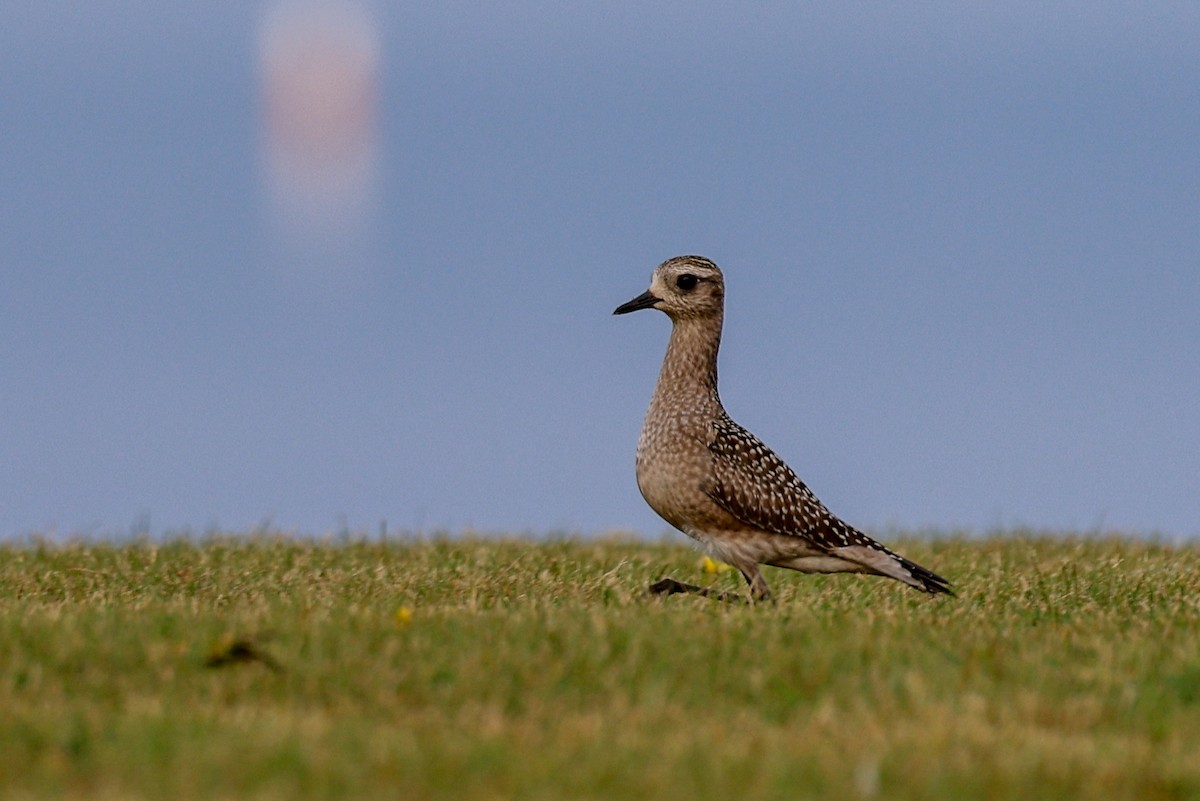 American Golden-Plover - ML623861761