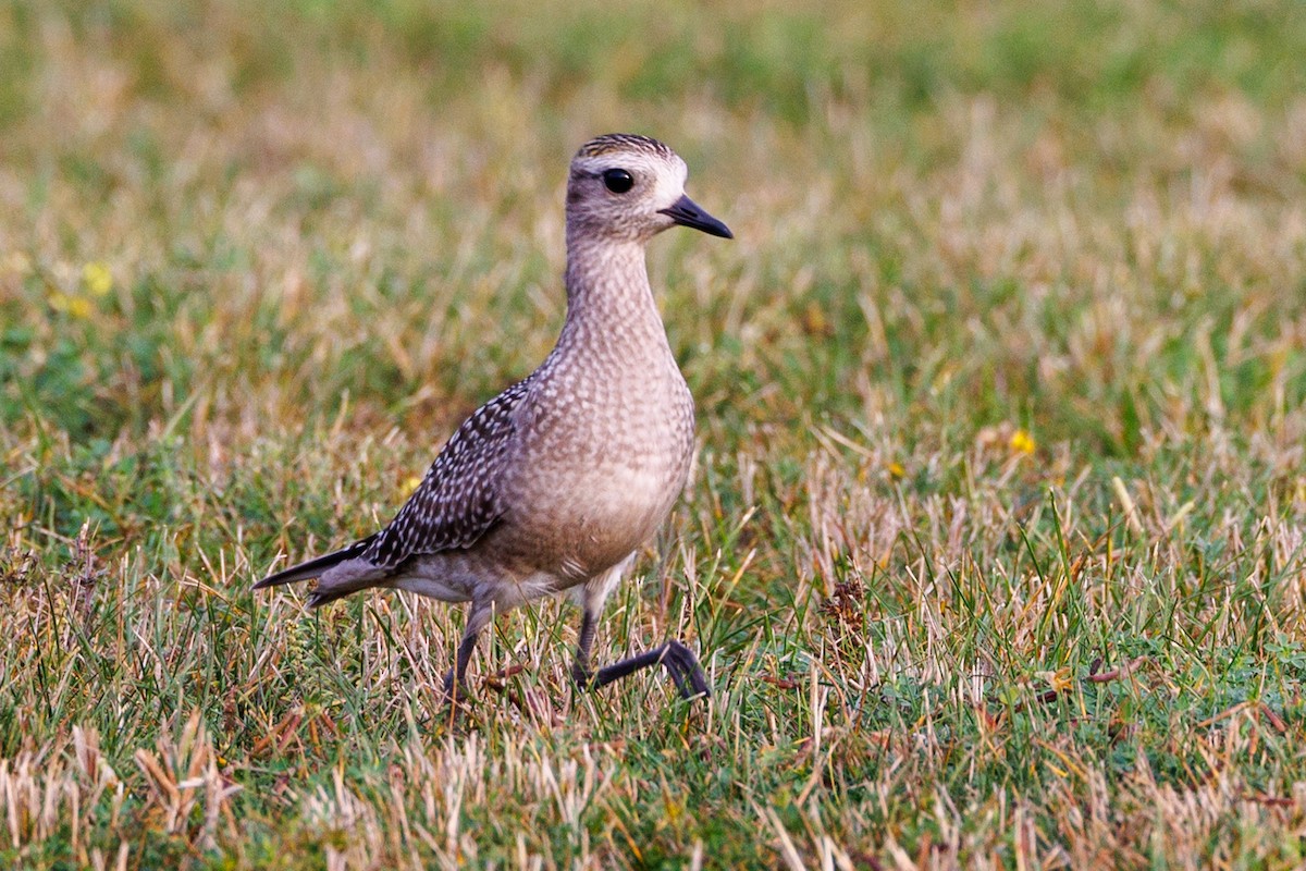 American Golden-Plover - ML623861765