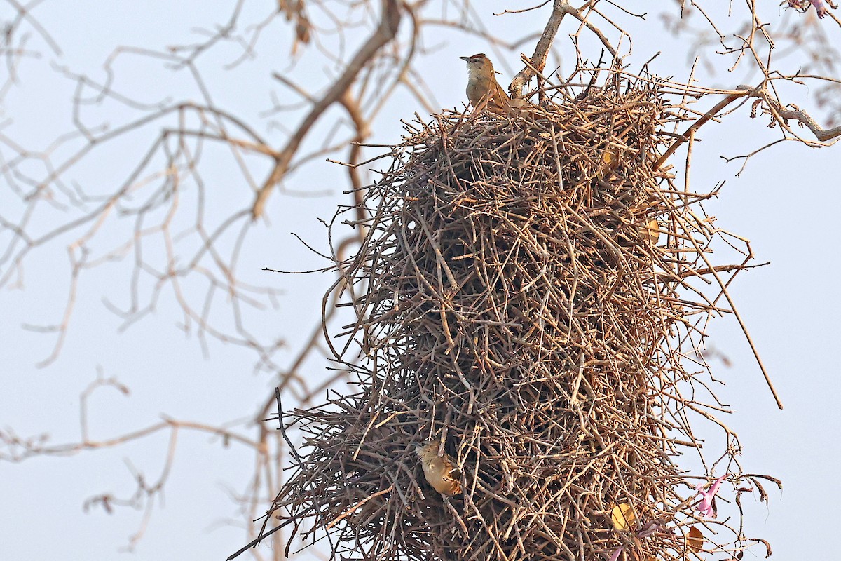 Rufous-fronted Thornbird (Rufous-fronted) - ML623861776