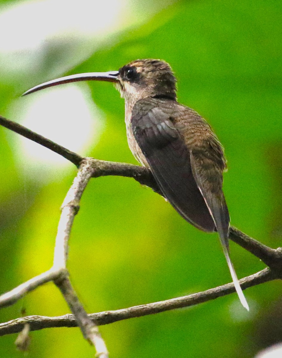 Great-billed Hermit - ML623861801