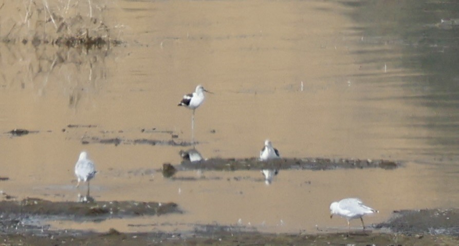 Avoceta Americana - ML623861820