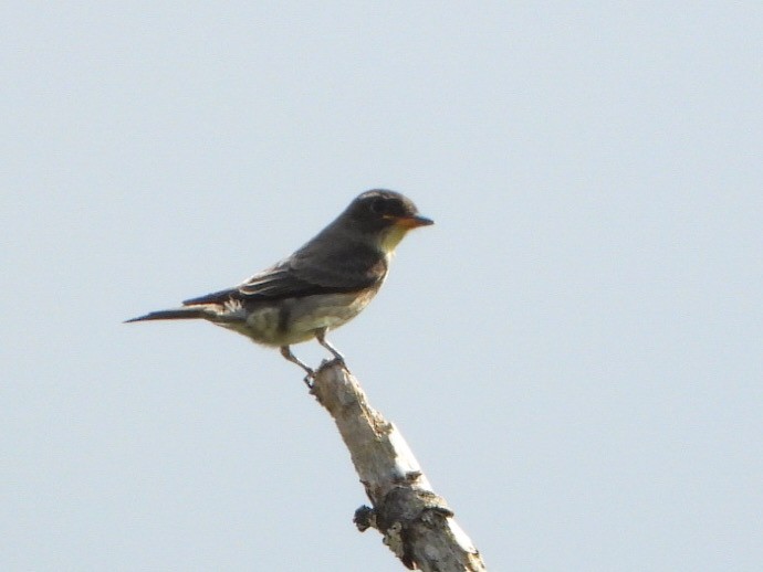 Olive-sided Flycatcher - ML623861821