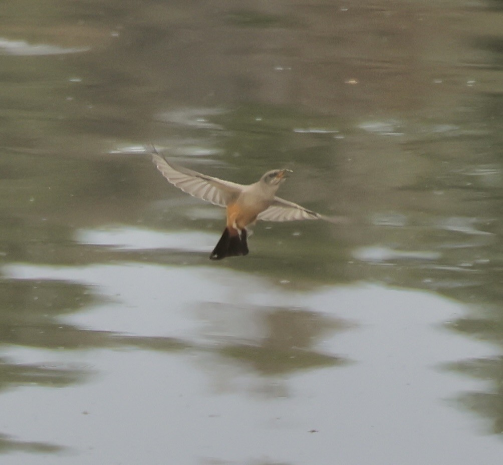 Say's Phoebe - Gretchen Framel