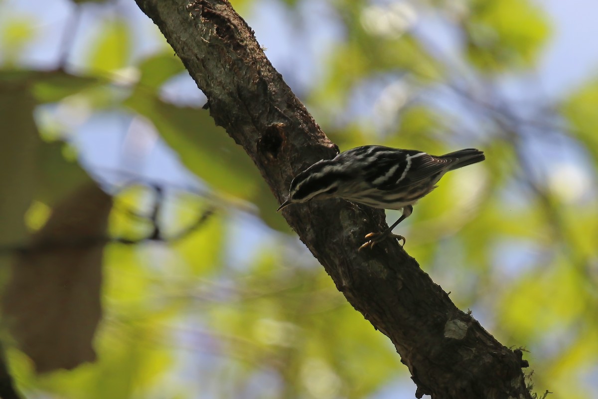 Black-and-white Warbler - Greg Scyphers