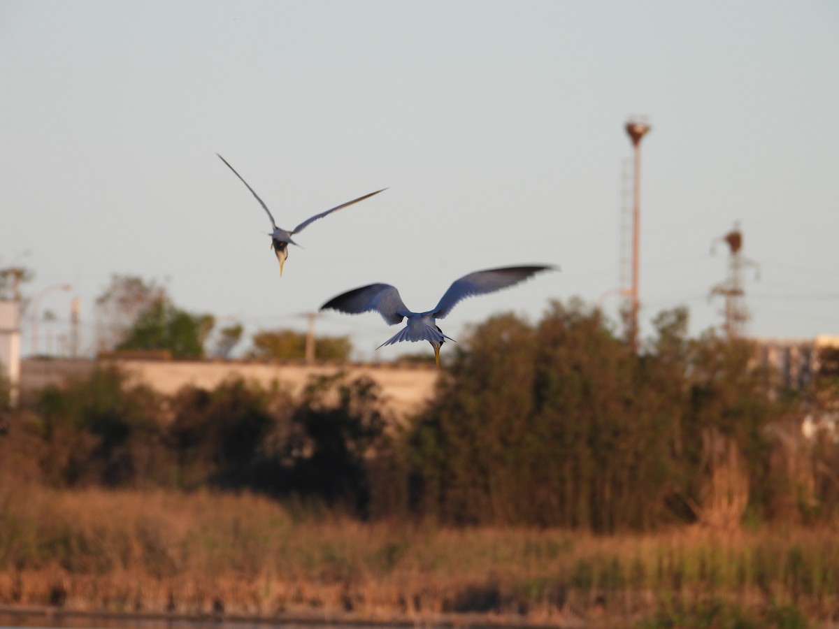 Yellow-billed Tern - ML623861854