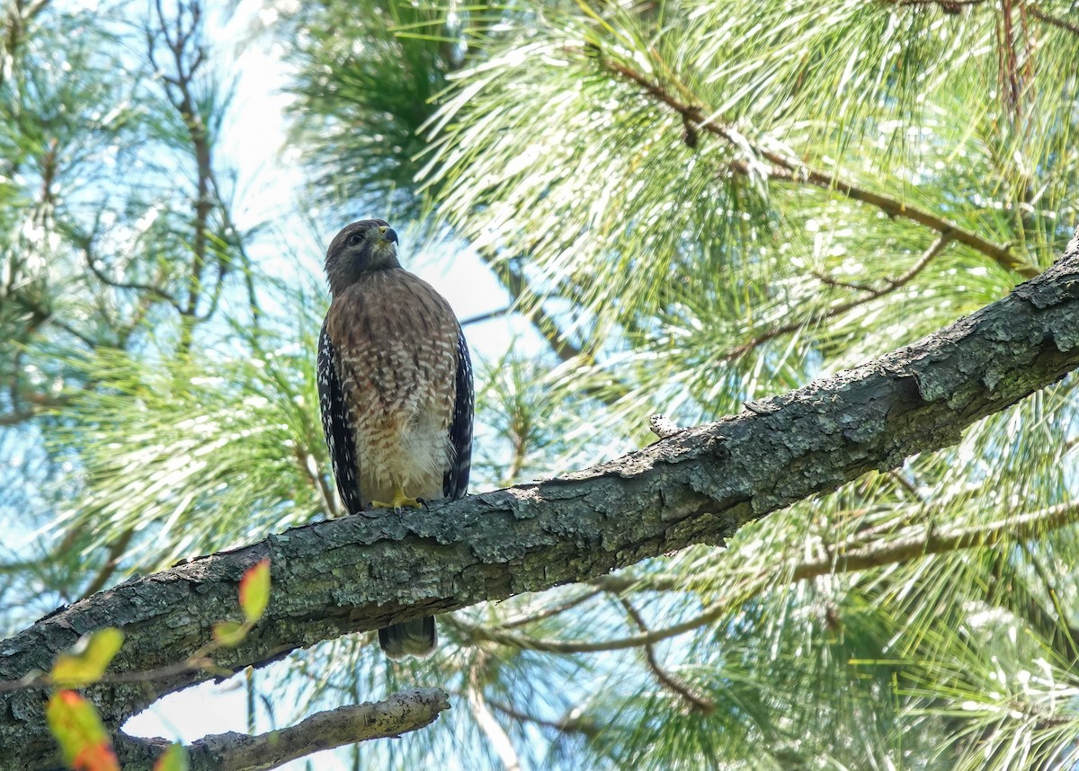 Red-shouldered Hawk - Pam Vercellone-Smith