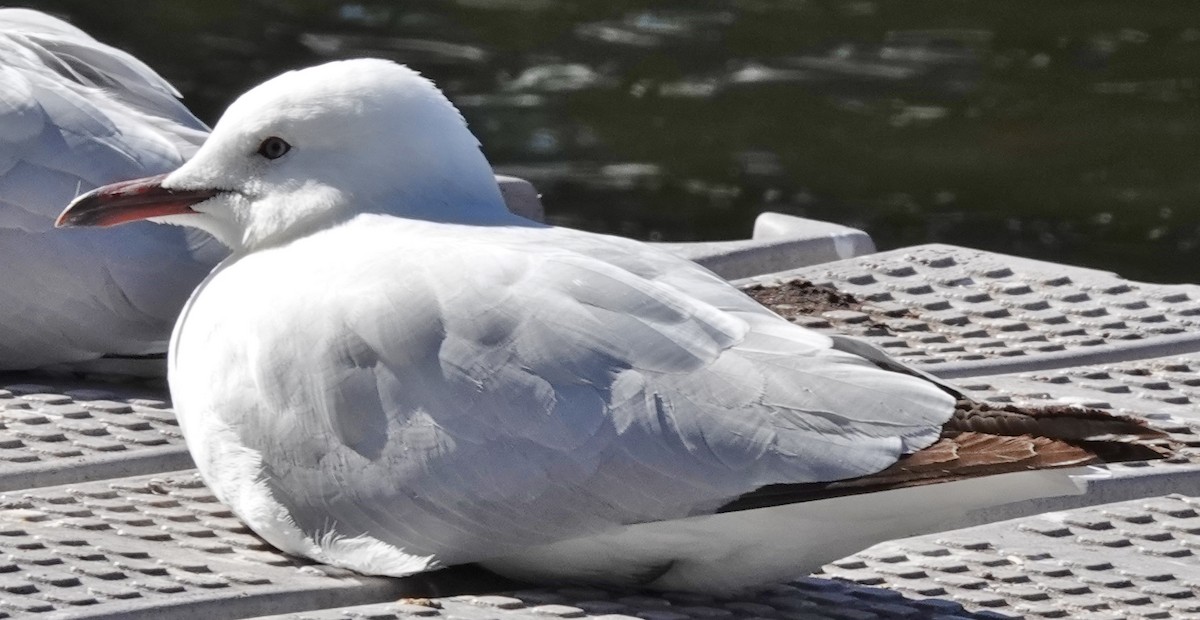 Silver Gull (Silver) - ML623861918