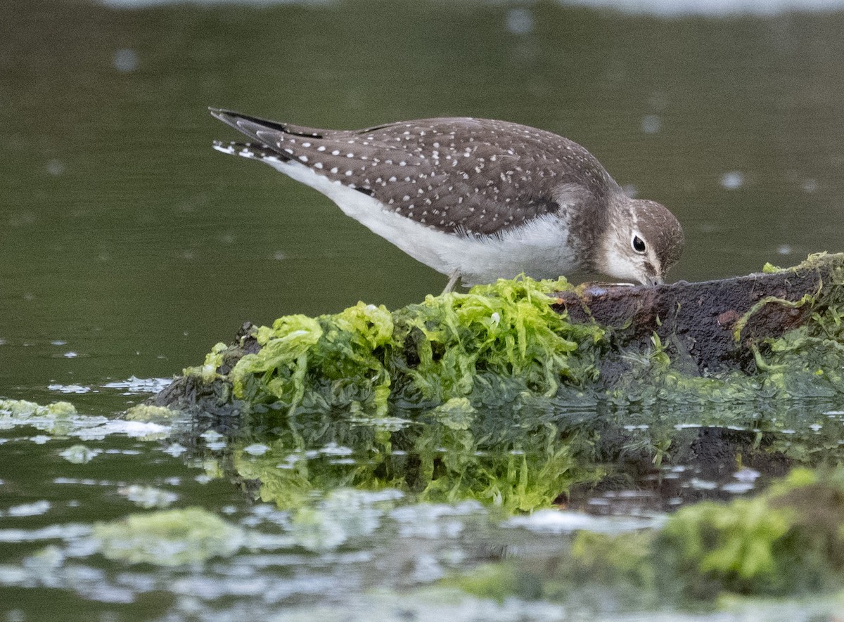 Solitary Sandpiper - ML623861946