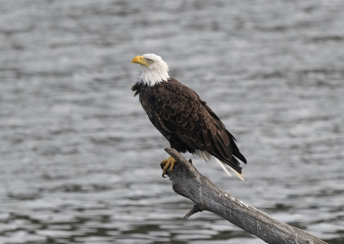 Bald Eagle - ML623861962