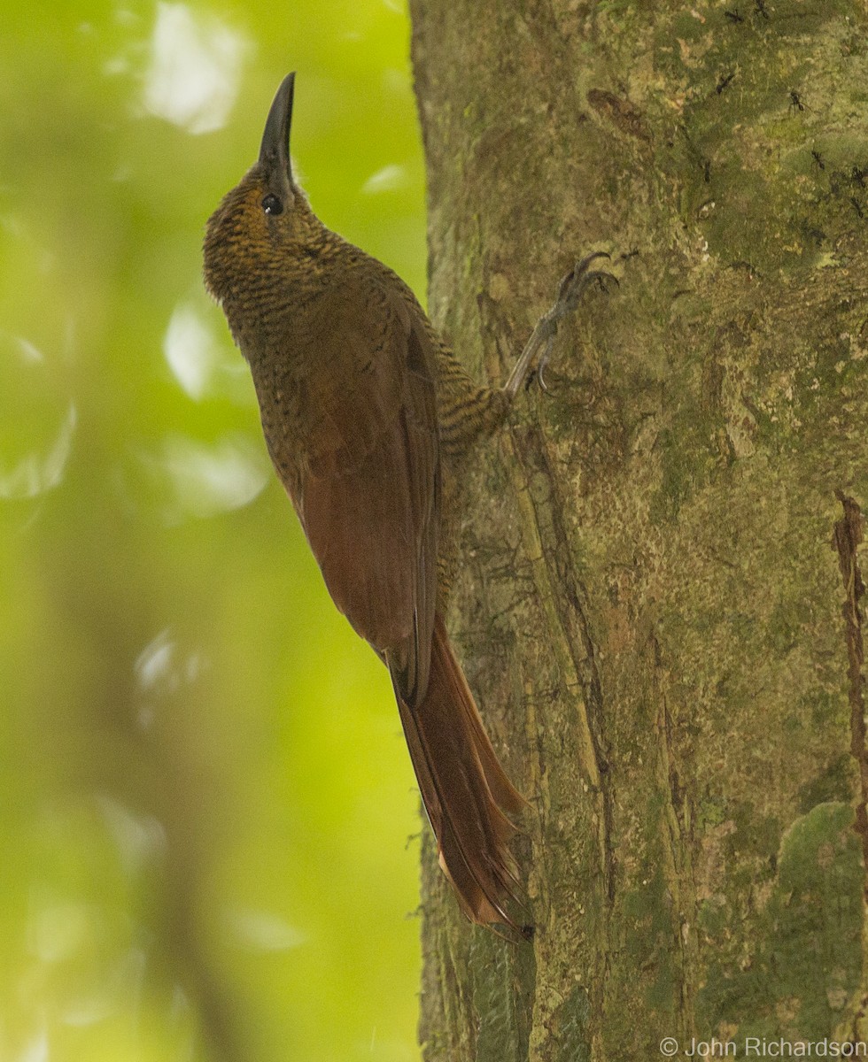 Northern Barred-Woodcreeper - ML623861977