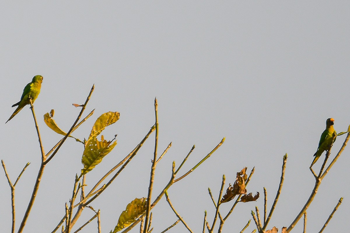 Peach-fronted Parakeet - ML623861985