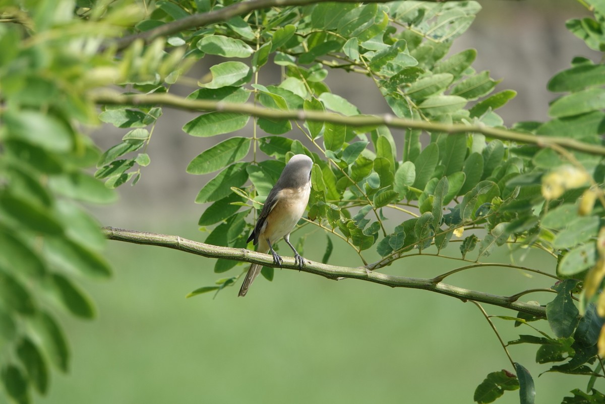 Brown Shrike (Philippine) - ML623862021