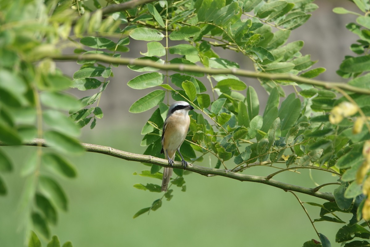 Brown Shrike (Philippine) - ML623862022