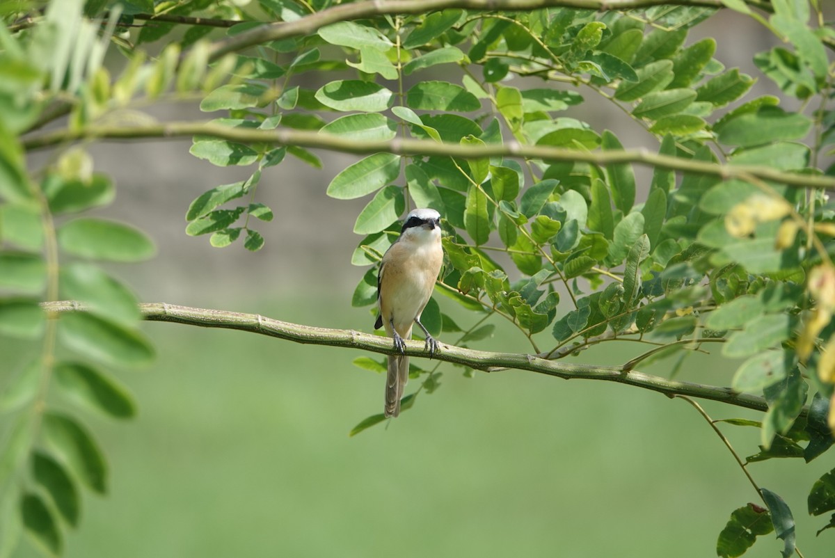 Brown Shrike (Philippine) - ML623862023