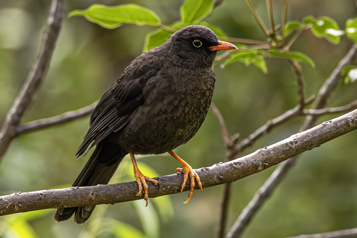 Glossy-black Thrush - ML623862067