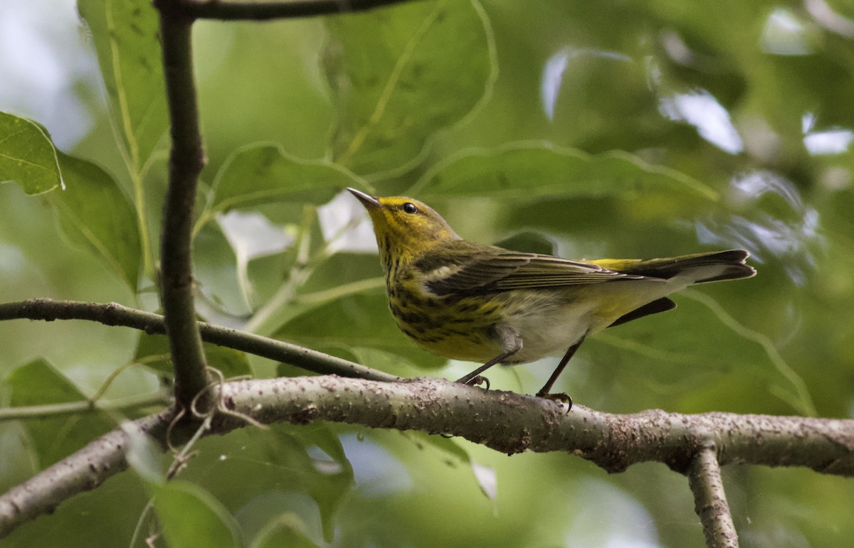 Cape May Warbler - ML623862068