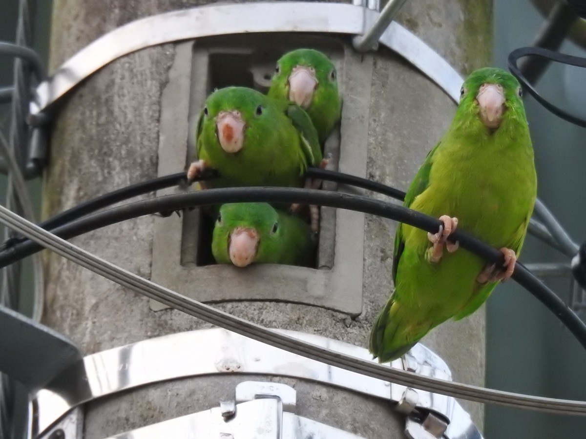 Riparian Parrotlet - ML623862072