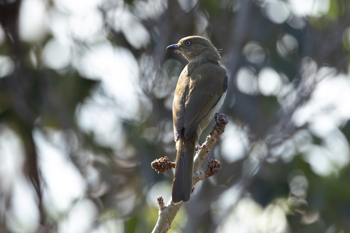 Sombre Greenbul - ML623862076