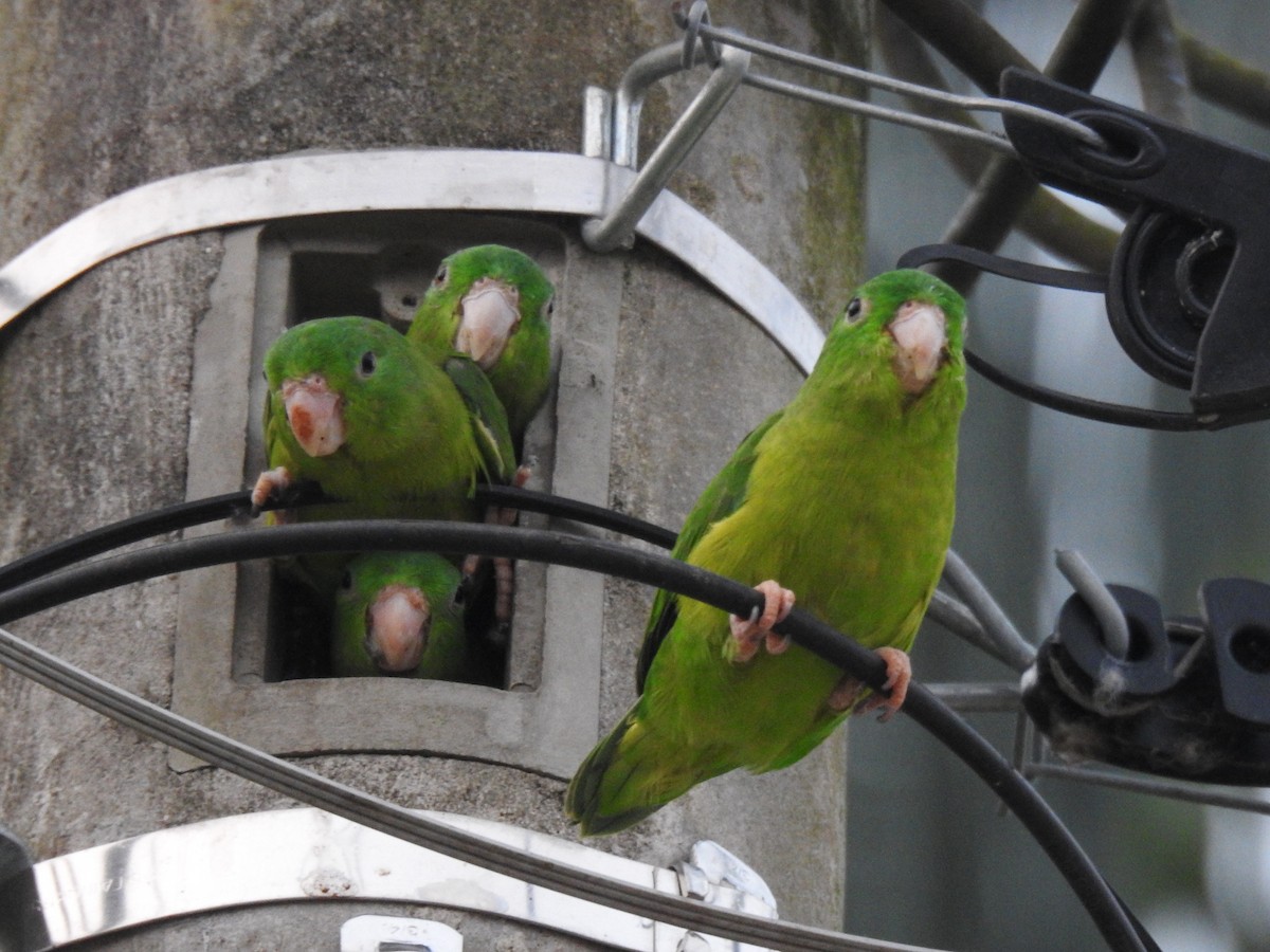 Riparian Parrotlet - ML623862080