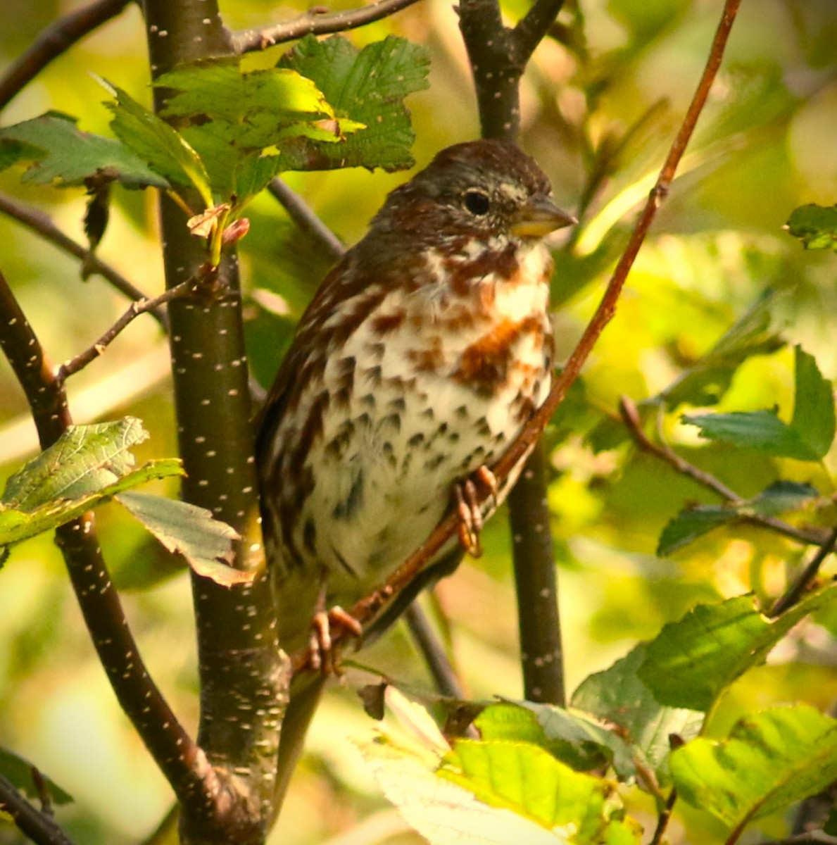 Fox Sparrow (Red) - ML623862084