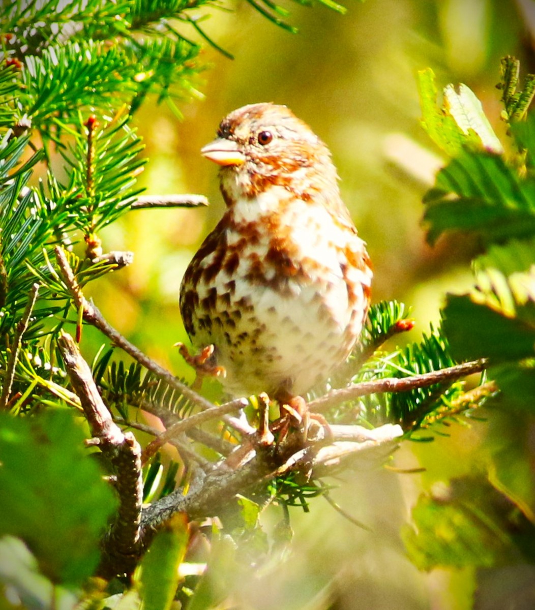 Fox Sparrow (Red) - ML623862085