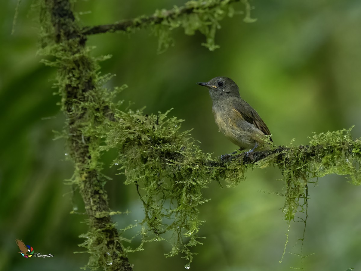 Ochre-bellied Flycatcher - ML623862088