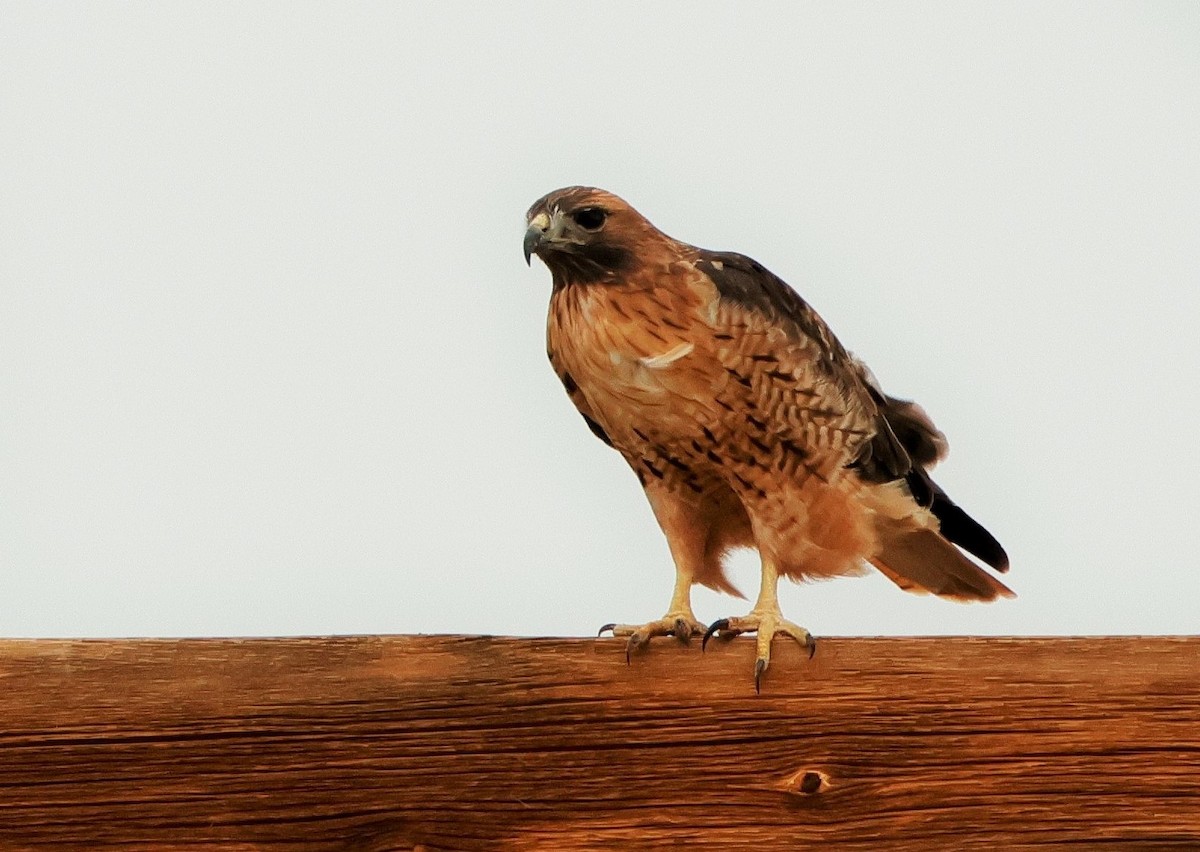 Red-tailed Hawk - Risë Foster-Bruder