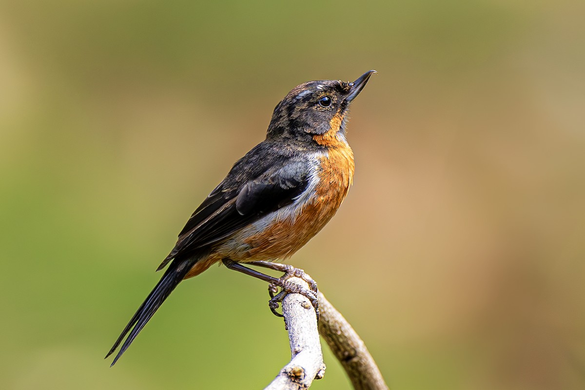 Black-throated Flowerpiercer - ML623862109