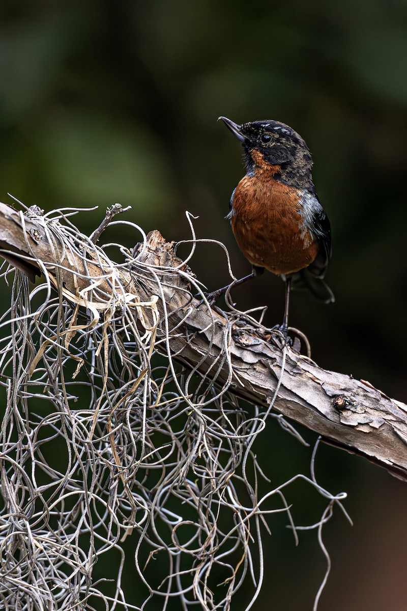 Black-throated Flowerpiercer - ML623862110