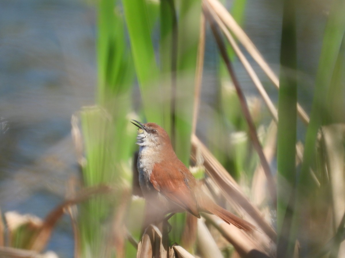 Yellow-chinned Spinetail - ML623862125